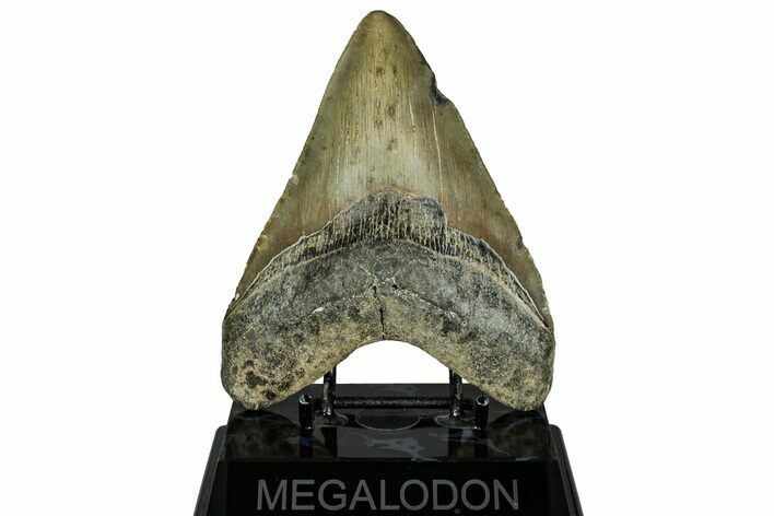 Fossil Megalodon Tooth - North Carolina #328404